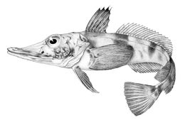 Научни новини: Палеонтология, ледени риби и нещо ново за COVID–19