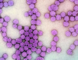 Знаем ли достатъчно за човешкия папиломавирус (HPV)?