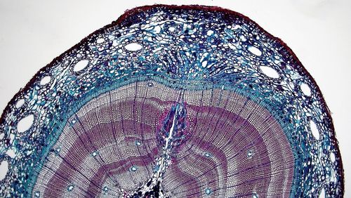 Микроскопска снимка на стъбло на петгодишен бор